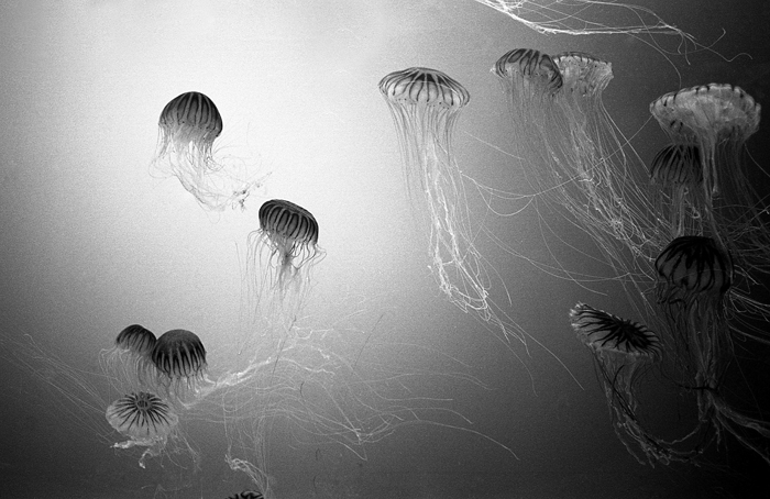 Jellies